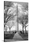 Washington Monument Through Trees-null-Stretched Canvas