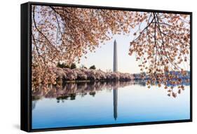 Washington Monument Towers above Blossoms-BackyardProductions-Framed Stretched Canvas