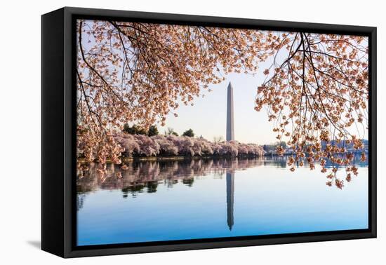 Washington Monument Towers above Blossoms-BackyardProductions-Framed Stretched Canvas