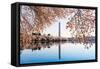 Washington Monument Towers above Blossoms-BackyardProductions-Framed Stretched Canvas