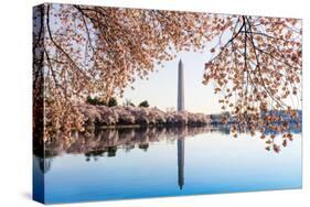 Washington Monument Towers above Blossoms-BackyardProductions-Stretched Canvas