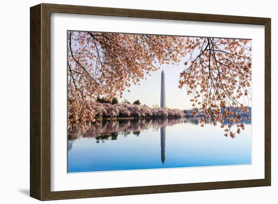 Washington Monument Towers above Blossoms-BackyardProductions-Framed Photographic Print