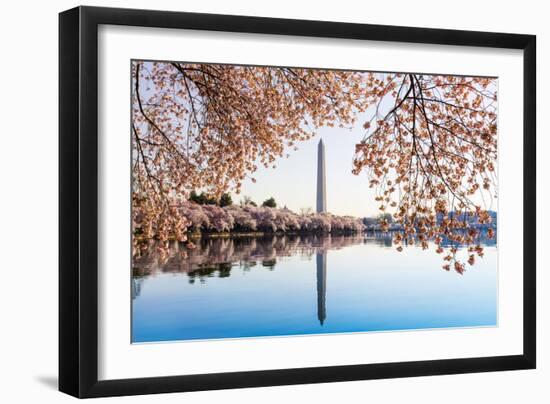 Washington Monument Towers above Blossoms-BackyardProductions-Framed Photographic Print