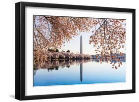 Washington Monument Towers above Blossoms-BackyardProductions-Framed Photographic Print