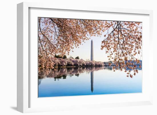 Washington Monument Towers above Blossoms-BackyardProductions-Framed Photographic Print