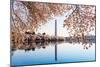 Washington Monument Towers above Blossoms-BackyardProductions-Mounted Photographic Print