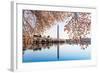 Washington Monument Towers above Blossoms-BackyardProductions-Framed Photographic Print