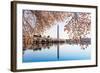 Washington Monument Towers above Blossoms-BackyardProductions-Framed Photographic Print