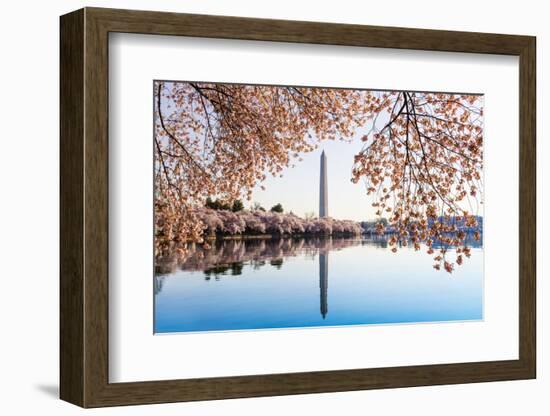 Washington Monument Towers above Blossoms-BackyardProductions-Framed Photographic Print