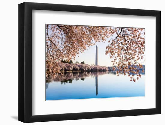 Washington Monument Towers above Blossoms-BackyardProductions-Framed Photographic Print