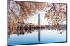 Washington Monument Towers above Blossoms-BackyardProductions-Mounted Photographic Print