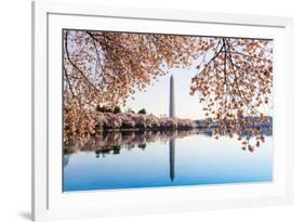 Washington Monument Towers above Blossoms-BackyardProductions-Framed Photographic Print