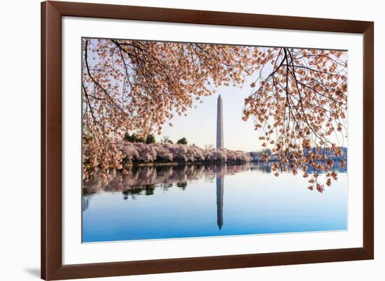 Washington Monument Towers above Blossoms-BackyardProductions-Framed Photographic Print