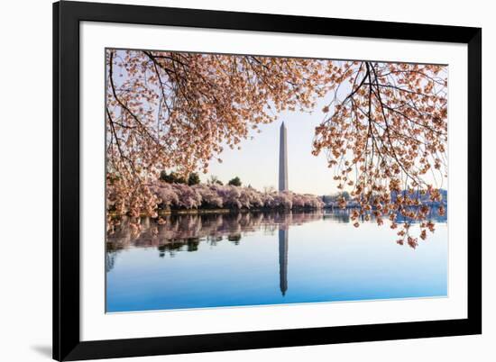 Washington Monument Towers above Blossoms-BackyardProductions-Framed Photographic Print