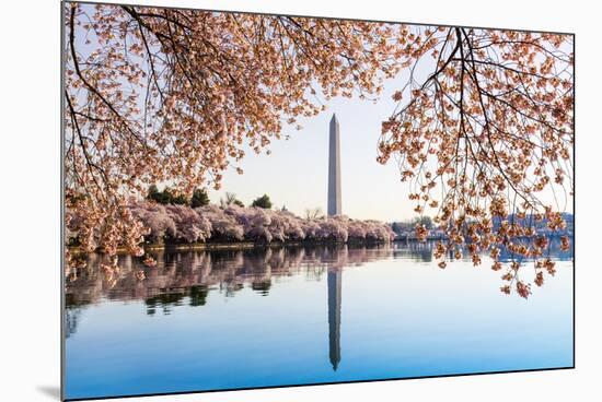 Washington Monument Towers above Blossoms-BackyardProductions-Mounted Photographic Print
