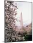 Washington Monument, Washington, D.C., USA-null-Mounted Photographic Print