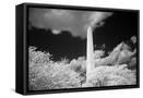 Framed Canvas