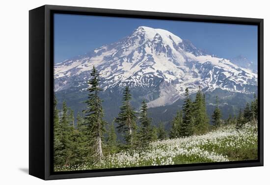 Washington, Mount Rainier National Park. Avalanche Lilies and Mount Rainier-Jaynes Gallery-Framed Stretched Canvas