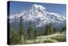 Washington, Mount Rainier National Park. Avalanche Lilies and Mount Rainier-Jaynes Gallery-Stretched Canvas