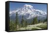 Washington, Mount Rainier National Park. Avalanche Lilies and Mount Rainier-Jaynes Gallery-Framed Stretched Canvas