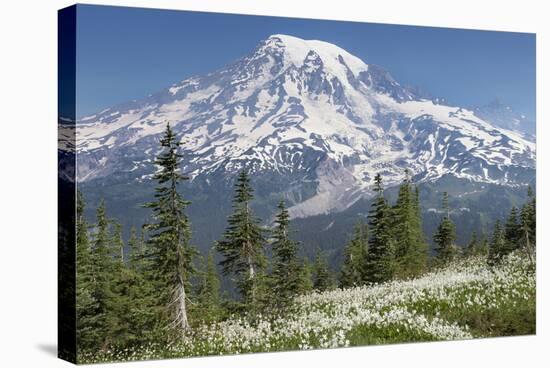 Washington, Mount Rainier National Park. Avalanche Lilies and Mount Rainier-Jaynes Gallery-Stretched Canvas