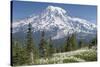 Washington, Mount Rainier National Park. Avalanche Lilies and Mount Rainier-Jaynes Gallery-Stretched Canvas