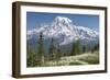 Washington, Mount Rainier National Park. Avalanche Lilies and Mount Rainier-Jaynes Gallery-Framed Premium Photographic Print