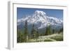 Washington, Mount Rainier National Park. Avalanche Lilies and Mount Rainier-Jaynes Gallery-Framed Premium Photographic Print