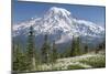 Washington, Mount Rainier National Park. Avalanche Lilies and Mount Rainier-Jaynes Gallery-Mounted Premium Photographic Print