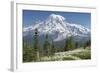 Washington, Mount Rainier National Park. Avalanche Lilies and Mount Rainier-Jaynes Gallery-Framed Premium Photographic Print