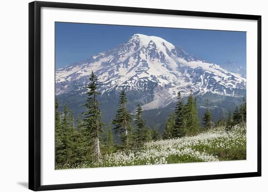 Washington, Mount Rainier National Park. Avalanche Lilies and Mount Rainier-Jaynes Gallery-Framed Photographic Print