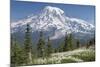 Washington, Mount Rainier National Park. Avalanche Lilies and Mount Rainier-Jaynes Gallery-Mounted Photographic Print