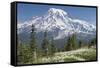 Washington, Mount Rainier National Park. Avalanche Lilies and Mount Rainier-Jaynes Gallery-Framed Stretched Canvas