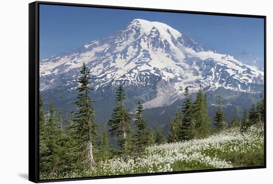 Washington, Mount Rainier National Park. Avalanche Lilies and Mount Rainier-Jaynes Gallery-Framed Stretched Canvas