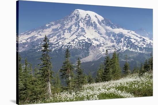 Washington, Mount Rainier National Park. Avalanche Lilies and Mount Rainier-Jaynes Gallery-Stretched Canvas