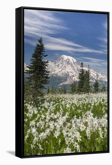 Washington, Mount Rainier National Park. Avalanche Lilies and Mount Rainier-Jaynes Gallery-Framed Stretched Canvas