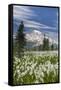 Washington, Mount Rainier National Park. Avalanche Lilies and Mount Rainier-Jaynes Gallery-Framed Stretched Canvas