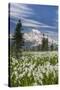 Washington, Mount Rainier National Park. Avalanche Lilies and Mount Rainier-Jaynes Gallery-Stretched Canvas