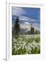 Washington, Mount Rainier National Park. Avalanche Lilies and Mount Rainier-Jaynes Gallery-Framed Photographic Print