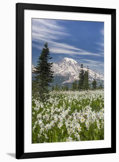 Washington, Mount Rainier National Park. Avalanche Lilies and Mount Rainier-Jaynes Gallery-Framed Photographic Print