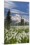 Washington, Mount Rainier National Park. Avalanche Lilies and Mount Rainier-Jaynes Gallery-Mounted Premium Photographic Print