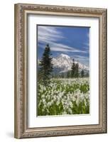 Washington, Mount Rainier National Park. Avalanche Lilies and Mount Rainier-Jaynes Gallery-Framed Photographic Print