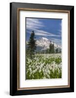 Washington, Mount Rainier National Park. Avalanche Lilies and Mount Rainier-Jaynes Gallery-Framed Photographic Print