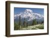 Washington, Mount Rainier National Park. Avalanche Lilies and Mount Rainier-Jaynes Gallery-Framed Photographic Print