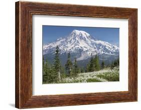 Washington, Mount Rainier National Park. Avalanche Lilies and Mount Rainier-Jaynes Gallery-Framed Photographic Print