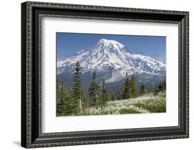 Washington, Mount Rainier National Park. Avalanche Lilies and Mount Rainier-Jaynes Gallery-Framed Photographic Print