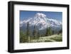 Washington, Mount Rainier National Park. Avalanche Lilies and Mount Rainier-Jaynes Gallery-Framed Premium Photographic Print