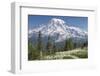 Washington, Mount Rainier National Park. Avalanche Lilies and Mount Rainier-Jaynes Gallery-Framed Premium Photographic Print