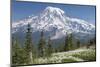 Washington, Mount Rainier National Park. Avalanche Lilies and Mount Rainier-Jaynes Gallery-Mounted Premium Photographic Print