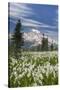 Washington, Mount Rainier National Park. Avalanche Lilies and Mount Rainier-Jaynes Gallery-Stretched Canvas